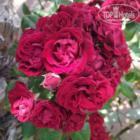 фото из отзыва ID 2346185