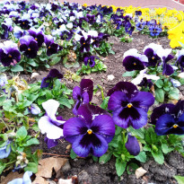 фото из отзыва ID 2346215