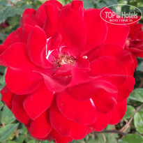 фото из отзыва ID 2349975