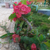 фото из отзыва ID 2350234
