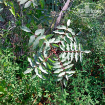 фото из отзыва ID 2351089