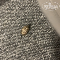 фото из отзыва ID 2351100