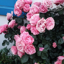 фото из отзыва ID 2351286