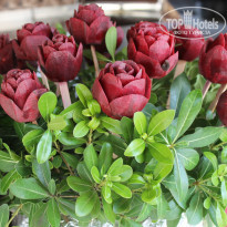 фото из отзыва ID 2351326