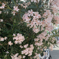 фото из отзыва ID 2352164