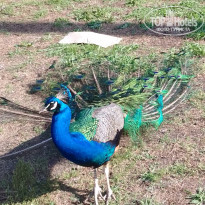 фото из отзыва ID 2352208