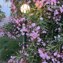 фото из отзыва ID 2352227