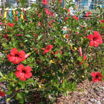 фото из отзыва ID 2354005