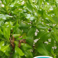 фото из отзыва ID 2357547