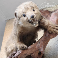 фото из отзыва ID 2357918