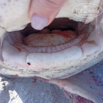 фото из отзыва ID 2357988