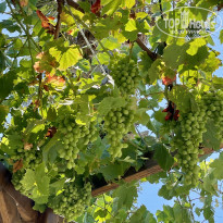 фото из отзыва ID 2359517