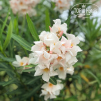 фото из отзыва ID 2359777