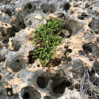 фото из отзыва ID 2359777