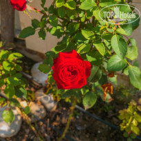 фото из отзыва ID 2357553