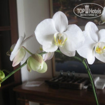 фото из отзыва ID 236743