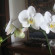 фото из отзыва ID 236743