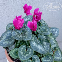 фото из отзыва ID 2361343