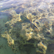 фото из отзыва ID 2361409