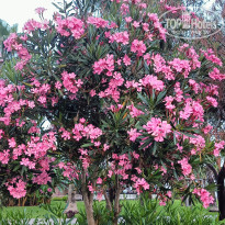 фото из отзыва ID 2361433