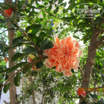 фото из отзыва ID 2361915