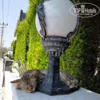 фото из отзыва ID 2363965