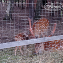 фото из отзыва ID 2363976