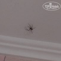 фото из отзыва ID 2365304