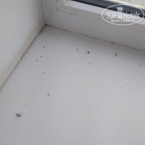 фото из отзыва ID 2365304