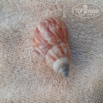 фото из отзыва ID 2365809