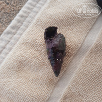 фото из отзыва ID 2365809