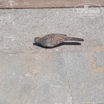 фото из отзыва ID 2365809