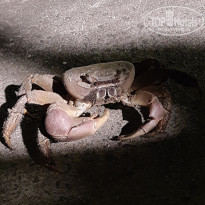 фото из отзыва ID 2365809