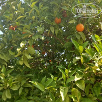 фото из отзыва ID 2366106