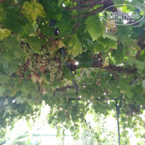 фото из отзыва ID 2366274