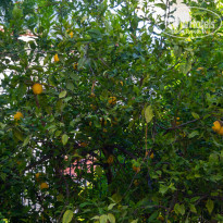 фото из отзыва ID 2367826