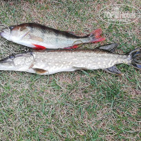 фото из отзыва ID 2369063