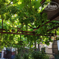 фото из отзыва ID 2369501