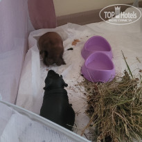 фото из отзыва ID 2369766