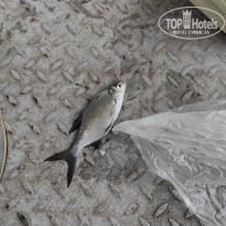 фото из отзыва ID 2370057