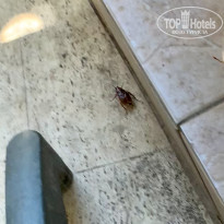 фото из отзыва ID 2370229