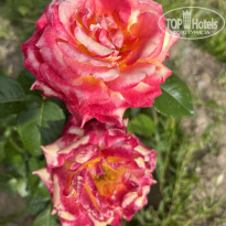 фото из отзыва ID 2370342