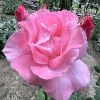 фото из отзыва ID 2370342