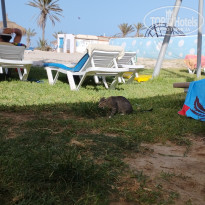 фото из отзыва ID 2371395