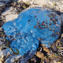 фото из отзыва ID 2371395