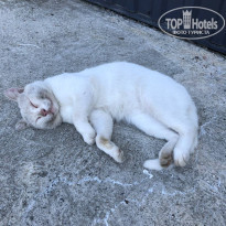 фото из отзыва ID 2371475