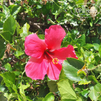 фото из отзыва ID 2371733