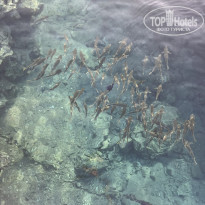 фото из отзыва ID 2372705