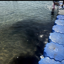 фото из отзыва ID 2373034