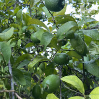 фото из отзыва ID 2373204